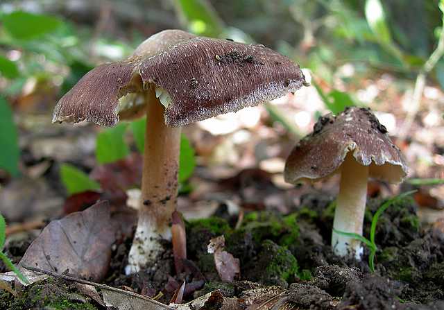 2005 :  Un anno di funghi